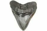 Serrated, Fossil Megalodon Tooth - Huge Meg Tooth #204585-1
